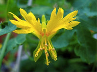 3 Graines de Capucines des Canaries, Tropaeolum peregrinum