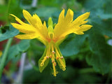 3 Graines de Capucines des Canaries, Tropaeolum peregrinum