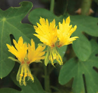 3 Graines de Capucines des Canaries, Tropaeolum peregrinum