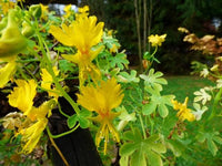 7 Graines de Capucines des Canaries, Tropaeolum peregrinum