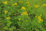 50 Graines de Tanaisie Commune, Tanacetum vulgare, Tanaisie, Fleurs Jaunes