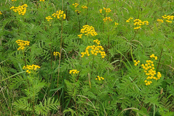 50 Graines de Tanaisie Commune, Tanacetum vulgare, Tanaisie, Fleurs Jaunes