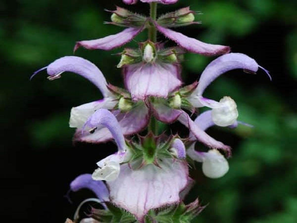 Graines Salvia sclarea, Sauge sclarée