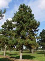 3 Graines de Pin noir d'Autriche, Pinus nigra austriaca