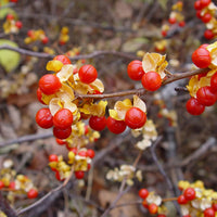 3 Graines de Celastrus orbiculatus, Bourreau des arbres