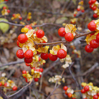 7 Graines de Celastrus orbiculatus, Bourreau des arbres