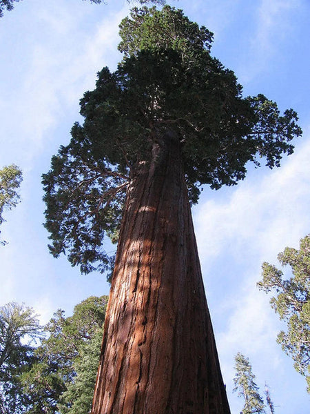 10 Graines Séquoiadendron Giganteum, Séquoia géant