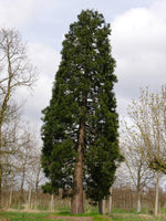 10 Graines Séquoiadendron Giganteum, Séquoia géant