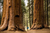 7 Graines Séquoiadendron Giganteum, Séquoia géant