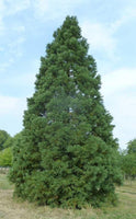 7 Graines Séquoiadendron Giganteum, Séquoia géant