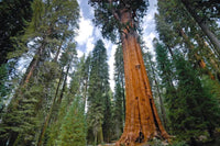 7 Graines Séquoiadendron Giganteum, Séquoia géant