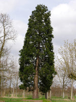 3 Graines Séquoiadendron Giganteum, Séquoia géant