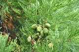 3 Graines Séquoiadendron Giganteum, Séquoia géant