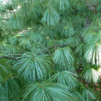 Graines de Pin Pleureur de l'Himalaya, Pinus wallichiana