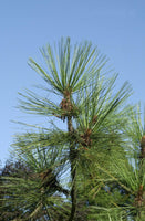 Graines de Pin de Jeffrey, Pinus jeffreyi