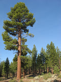 Graines de Pin de Jeffrey, Pinus jeffreyi