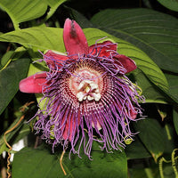 3 Graines de Passiflora Quadrangularis, Grenadille Géante