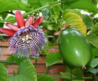 10 Graines de Passiflora Quadrangularis, Grenadille Géante