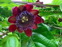 10 Graines de Passiflora Quadrangularis, Grenadille Géante