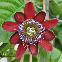 7 Graines de Passiflora Quadrangularis, Grenadille Géante