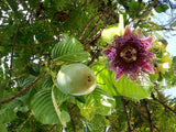 7 Graines de Passiflora Quadrangularis, Grenadille Géante