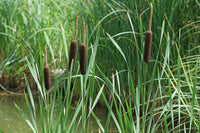 100 Graines de Massette à larges feuilles, Typha Latifolia, roseau à massette, rauche, quenouille