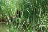 100 Graines de Massette à larges feuilles, Typha Latifolia, roseau à massette, rauche, quenouille