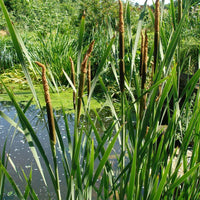 50 Graines de Massette à larges feuilles, Typha Latifolia, roseau à massette, rauche, quenouille