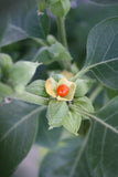 10 Graines Ashwagandha, Withania Somnifera, Ginseng Indien