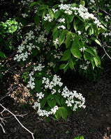 Graines Viburnum ichangense, Viorne de Ichang