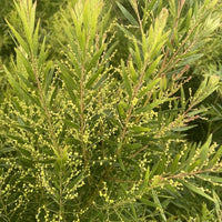 7 Graines d'Acacia, Acacia Fimbriata