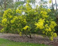 10 Graines d'Acacia, Acacia Fimbriata