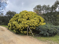 10 Graines d'Acacia, Acacia Fimbriata