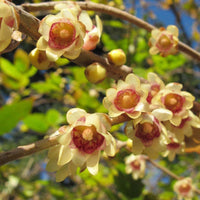 Graines de Chimonanthus praecox, Chimonanthe précoce