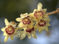 Graines de Chimonanthus praecox, Chimonanthe précoce