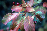 Graines de Prunus virginiana, Cerisier de Virginie