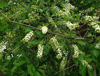 Graines de Prunus virginiana, Cerisier de Virginie