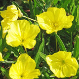 10 Graines Oenothera Missouriensis, Onagre du Missouri, Oenothera Macrocarpa, Œnothère à grandes fleurs