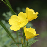 3 Graines Oenothera Missouriensis, Onagre du Missouri, Oenothera Macrocarpa, Œnothère à grandes fleurs