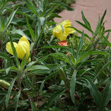 3 Graines Oenothera Missouriensis, Onagre du Missouri, Oenothera Macrocarpa, Œnothère à grandes fleurs