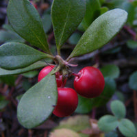 5 Graines de Raisins d'Ours Arctostaphylos uva-ursi Busserole