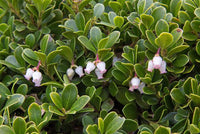 10 Graines de Raisins d'Ours Arctostaphylos uva-ursi Busserole