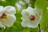 Graines Magnolia de Siebold, Magnolia sieboldii