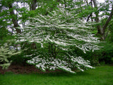 Graines Magnolia de Siebold, Magnolia sieboldii