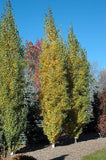 7 Graines Betula platyphylla, bouleau de Mandchourie, bouleau blanc japonais, bouleau argenté de Sibérie