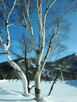 7 Graines Betula platyphylla, bouleau de Mandchourie, bouleau blanc japonais, bouleau argenté de Sibérie