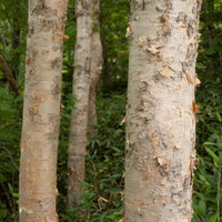 3 Graines Betula platyphylla, bouleau de Mandchourie, bouleau blanc japonais, bouleau argenté de Sibérie