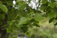 10 Graines Betula platyphylla, bouleau de Mandchourie, bouleau blanc japonais, bouleau argenté de Sibérie