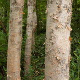 10 Graines Betula platyphylla, bouleau de Mandchourie, bouleau blanc japonais, bouleau argenté de Sibérie