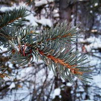 7 Graines Picea Glauca, Épinette blanche, idéal Bonsaï